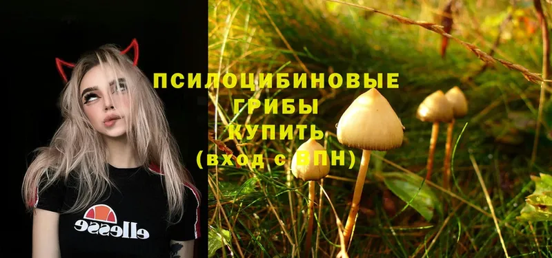 Псилоцибиновые грибы Psilocybine cubensis  Лянтор 